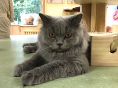 -猫和宫(六道口店)