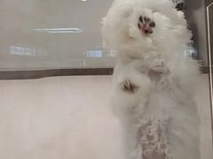 -翊宠yipet猫狗购宠庄园犬舍•猫舍