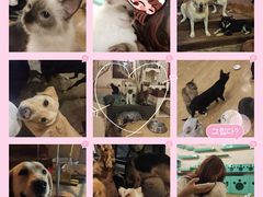 -萌喵咖啡屋(人民东路4号口M16商铺店)