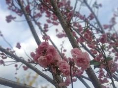 -天适樱花悠乐园