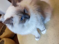 -MOCHA明星猫咖(田子坊店)