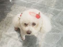 -宠福鑫康馨动物医院·骨科·眼科