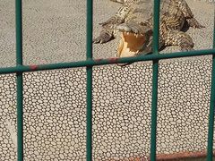 -中国扬子鳄村