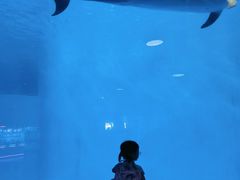 -海合安成都极地海洋公园