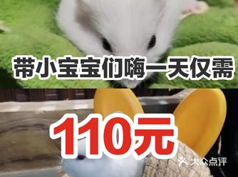 小朋友们以接触各种品类的小猫咪感受小猫咪的热情哦
