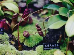 -中国科学院西双版纳热带植物园