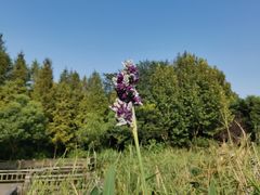 -吴淞炮台湾湿地森林公园烧烤区