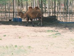 -秦皇岛野生动物园