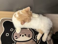 -喵园·猫主题咖啡厅·撸猫·猫咖(国贸店)