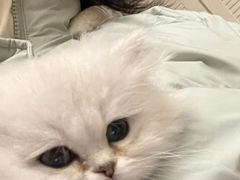 -欣宠猫屋·矮脚拿破仑·蓝金金渐层