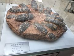 -中国地质大学逸夫博物馆