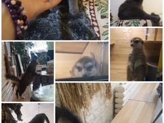 -平行世界·猫咖(首经贸店)