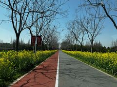 -上海长兴岛郊野公园
