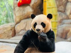 -广州长隆野生动物世界