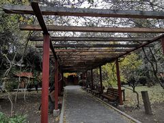 -三里屯东五街银杏大道