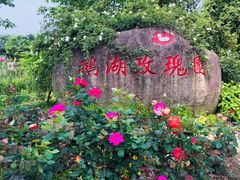 -鹅湖玫瑰文化园