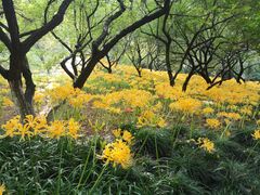-杭州植物园