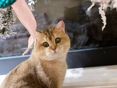 -momokira米努特·德文卷毛猫·棉花面纱犬