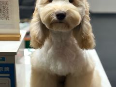 -宠宠熊宠物美容(星湖街店)