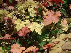 -上海佘山国家森林公园西佘山园