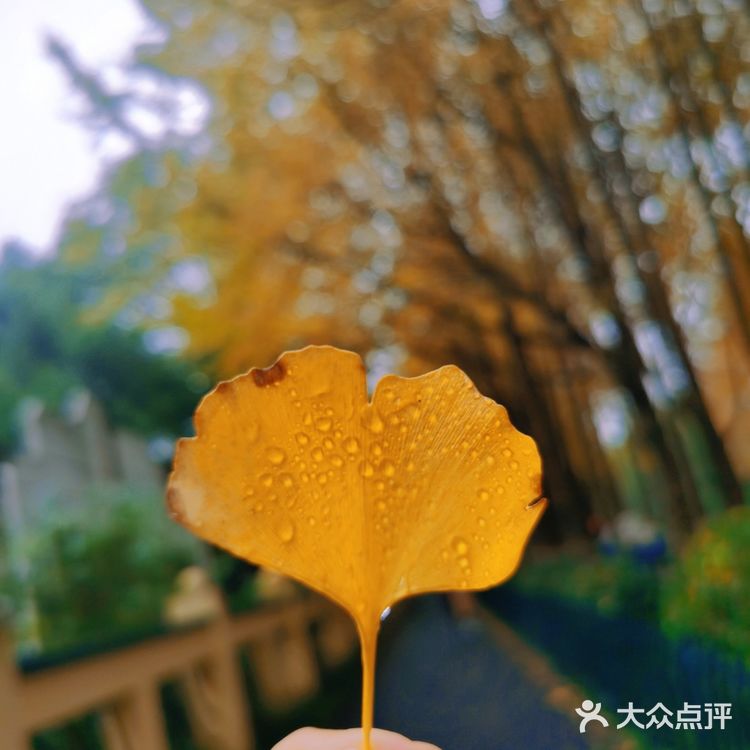 杭州赏秋｜朝晖文化主题公园