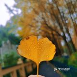 杭州赏秋｜朝晖文化主题公园
