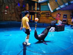 -烟台海昌鲸鲨海洋公园