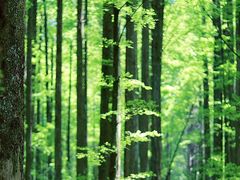 -武陵山森林公园