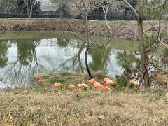 -合肥野生动物园