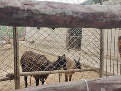 -青藏高原野生动物园
