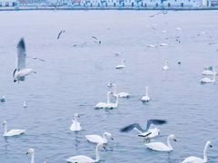 -烟墩角天鹅湖