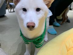 -逗柴咖啡屋·狗咖猫咖宠物桌游