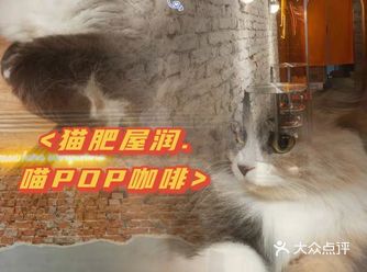 猫肥屋润，喵POP with you