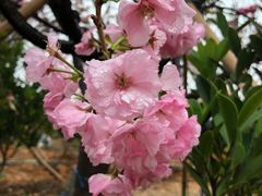 -天适樱花悠乐园