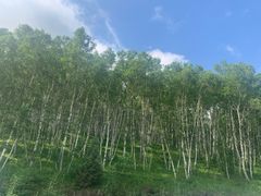 -塞罕坝国家级自然保护区