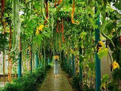 -马陆小张葡萄园农家乐