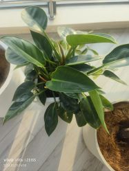 -HEYAN荷妍专业脱毛连锁机构