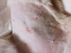 -北京赛佳动物医院