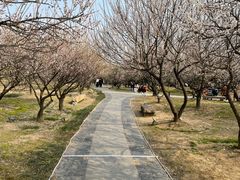 -香雪海