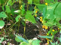 -帽儿山国家森林公园