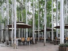 -桉树林A coffee 森林餐厅(三圣乡店)