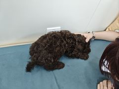 -美联众合动物医院·24h京西诊疗中心