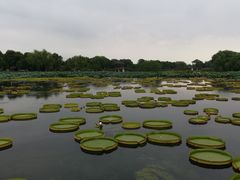 -荷塘月色湿地公园·向阳花洲