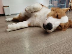 -浣熊柯尔鸭土拨鼠·电玩咖