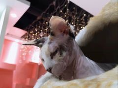 -藏猫猫咖啡主题馆(中央大道店)