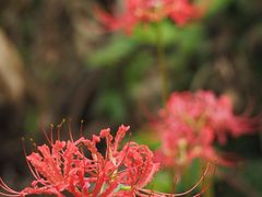 -白塘生态植物园