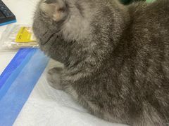 -pd派德宠物中心医院24H急重症·眼科中心·血液透析中心(嵩山北路店)