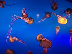 -太平洋海底世界