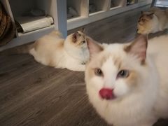 -COTTON CAFE(德信·中外公寓店)