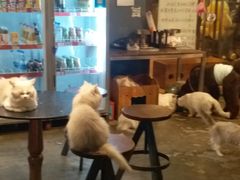-more than meow吴止猫主题餐厅(承德 中船汇店)